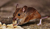 24 Hour & Emergency Exterminators in Minot Air Force Base, ND